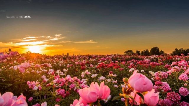 Валерия & Игорь Николаев  - Лето, Вернись!...