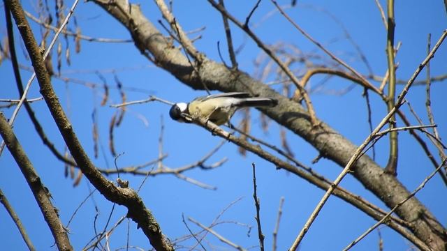 Пернатые и белки в краснодарском дендрарии - 6 апреля 2022 смотреть онлайн