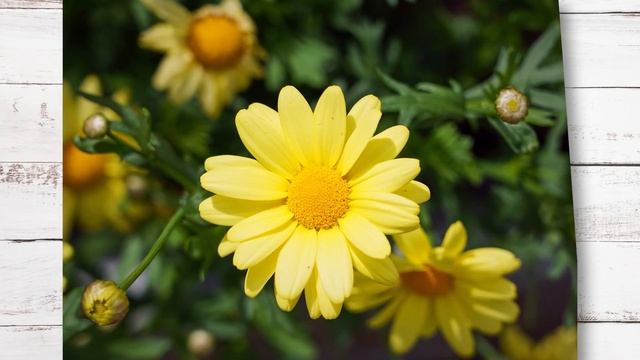 The Garden Gurus - Garden Express Promo: Argyranthemum Summit Series смотреть онлайн