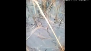 Ловля рыбы Вентерем.Щука нереститься! Вот такой результат.