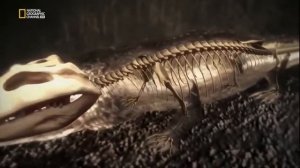 Джунгли. Дикая природа.