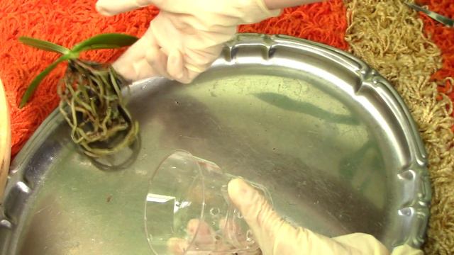 How to repot a Sedirea japonica orchid смотреть онлайн