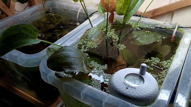 Мальки цихлид в отсаднике на балконе. смотреть онлайн