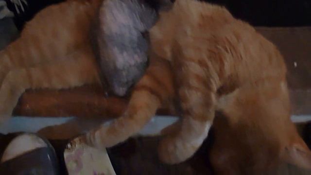Живая грелка для котенка сфинкса смотреть онлайн