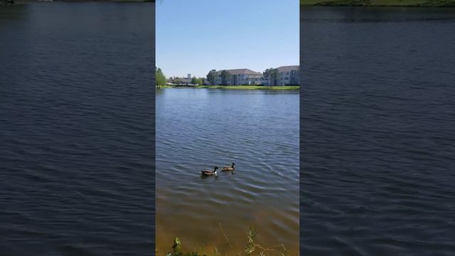 Пророческое Слово- Дерево при ПОТОКАХ!! смотреть онлайн