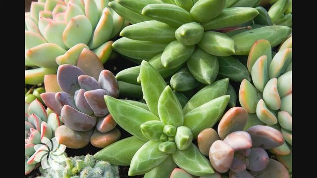 Суккуленты откуда к нам пришли, чудные растения смотреть онлайн