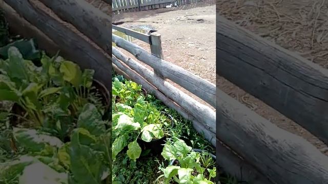 Дела огородные. Свекла, тыква, кабачки. Ну и конечно цветочки смотреть онлайн