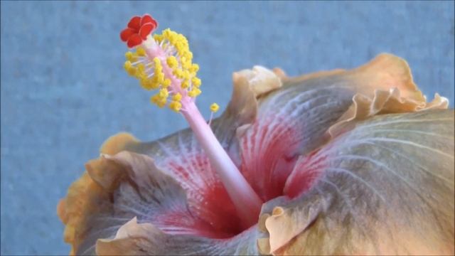 Гибискус Maple Sugar. Купить сортовой гибискус почтой смотреть онлайн