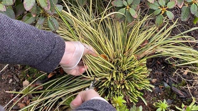 Spring Cut Back For Carex 