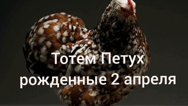 Тотем Петух рождённые 2 апреля смотреть онлайн