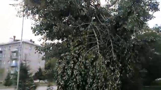 Гигантские тополя растут на ул. Ленина и Комсомольской Бердска смотреть онлайн