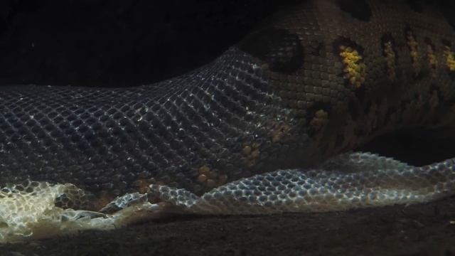 PIRANHAS ATACAM SUCURI SEM DÓ смотреть онлайн