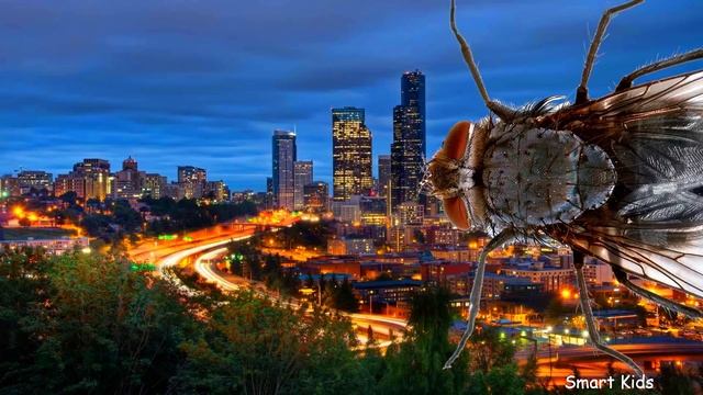 Животные для детей | Учим насекомых и их звуки | Учим названия и голоса насекомых для малышей смотреть онлайн