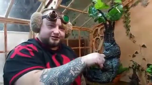 Хогвартс, пересаживаем Мандрагору!