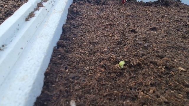 Первые всходы малины (энросадира) с маточного корня смотреть онлайн