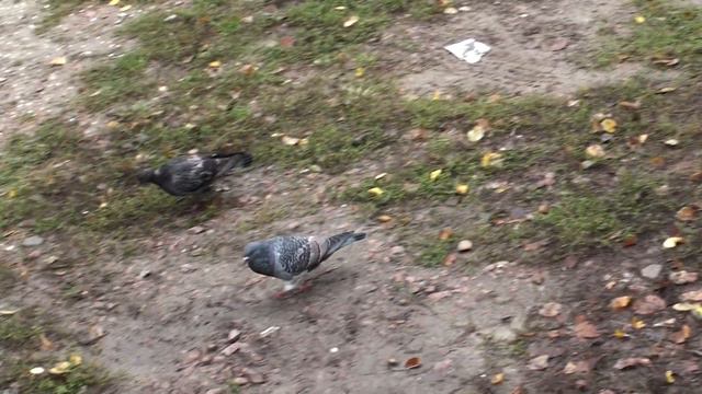 ГОЛУБИ МОИ, НА ОБЕДЕ!!! 27.09.2022г. смотреть онлайн