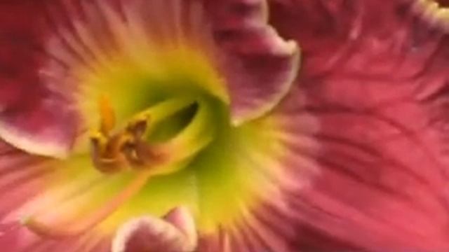 лилейник daylily LOVE STRUCK'S.mpg смотреть онлайн