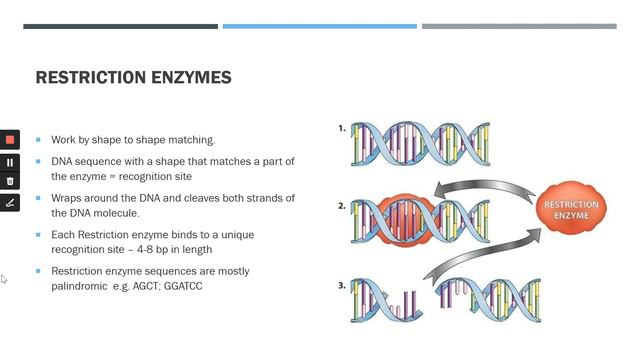 Restriction Enzymes смотреть онлайн