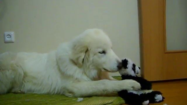 Yardena 5 мес. грызет игрушку