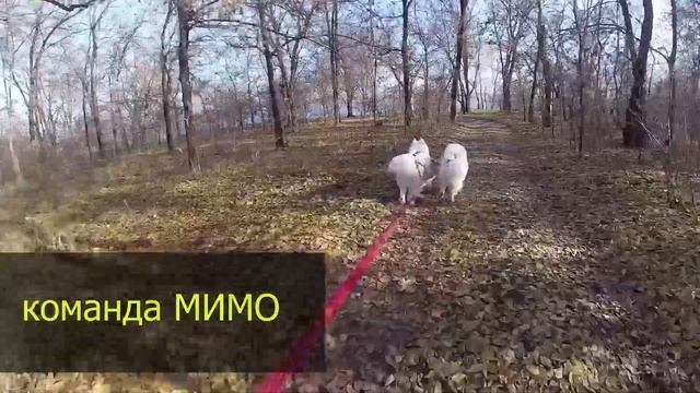 Ездовые команды для собак (лево-право, мимо,..). Ездовой спорт. смотреть онлайн