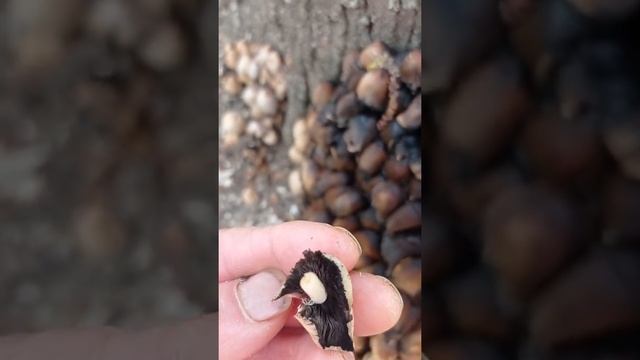 coprinus diseminator смотреть онлайн