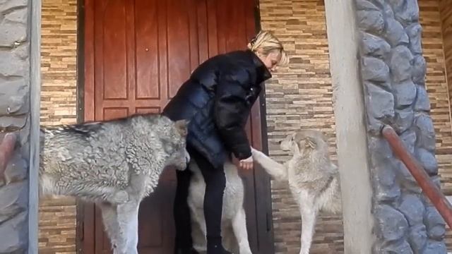 ОГРОМНЫЕ Аляскинские Маламуты.Huge Alaskan Malamute. смотреть онлайн