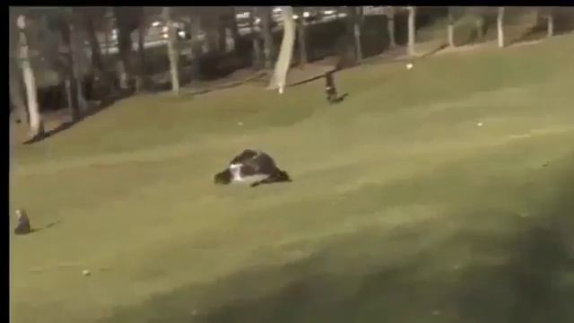 Это УЖАС!!! Орел чуть не унес ребенка..капец смотреть онлайн