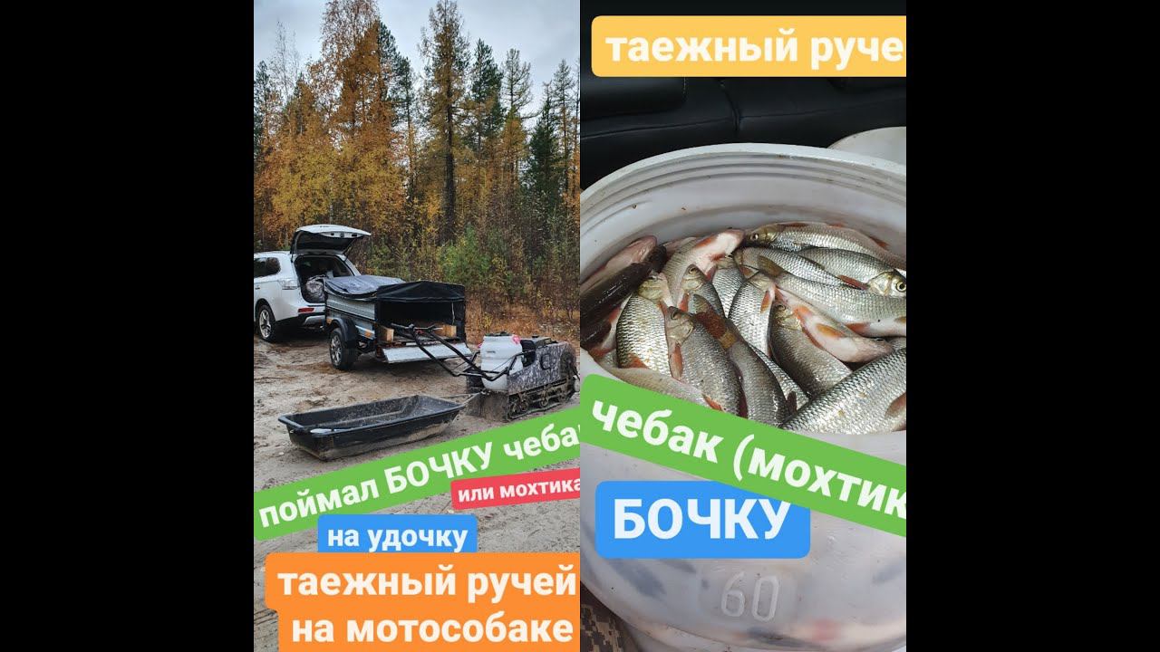 Таежный ручей За чебаком мохтиком на мотобуксировщике Койра Богатырь смотреть онлайн