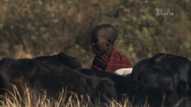 В дебрях Африки (Нгоронгоро - Рождённый в огне) смотреть онлайн