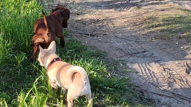 20.05.22 Дача.Пятница вечер,прогулка с Лелей смотреть онлайн