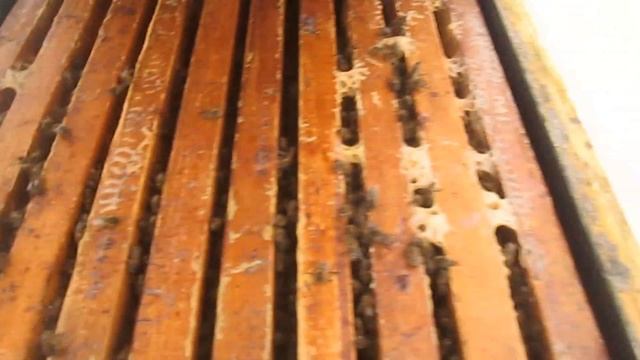 Зимовка пчёл 2022 смотреть онлайн