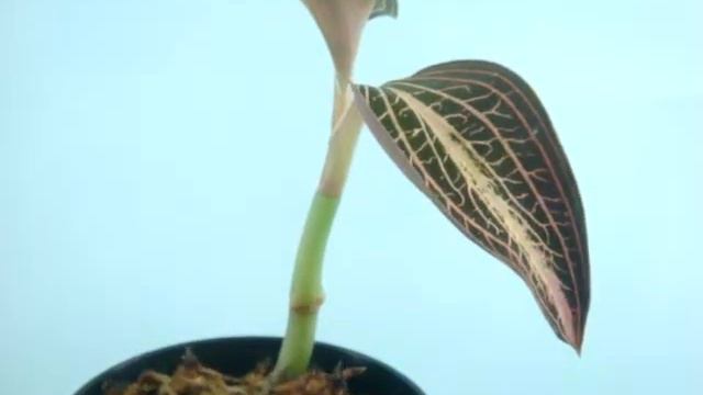 Jewel orchid/драгоценные орхидеи　#8 ジュエルオーキッド　蘭峰ラボ　販売・育て方・増やし方/宝石蘭/Jewel orchid/драгоценные орхидеи смотреть онлайн