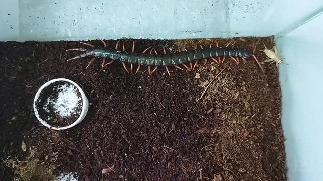 Природа Чудес