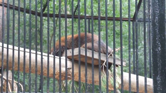 Россомаха в Новосибирском зоопарке смотреть онлайн