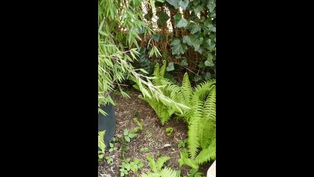 Matteucia struthiopteris смотреть онлайн