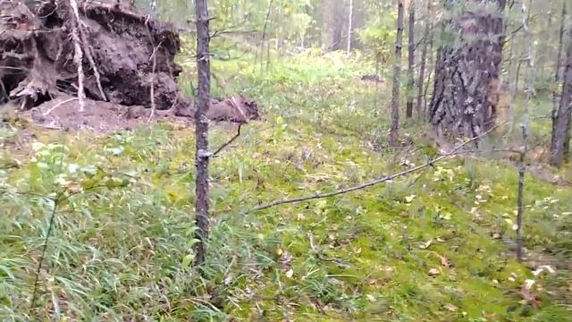 Природа Алтая.Алтайский край.ЛЕС смотреть онлайн