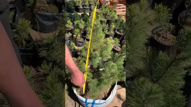 Кедровый стланик. Наличие в Москве смотреть онлайн