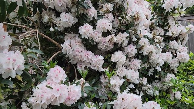 Rhododendron Update 6-5-2022 | White and Bumble Bees | Pranakasha Matt смотреть онлайн
