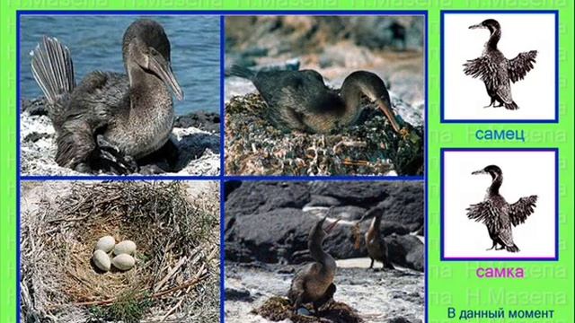 Баклан. Голоса птиц смотреть онлайн