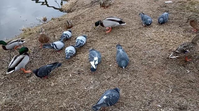 Кормим уток. Утка-хулиганка всех гоняет (We feed ducks. The bully duck chases everyone) 2023 03 20 смотреть онлайн