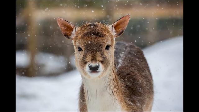 Пыжик смотреть онлайн