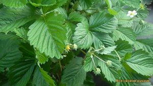 Самая Лучшая, Урожай Земляники Рюген 2019Года.