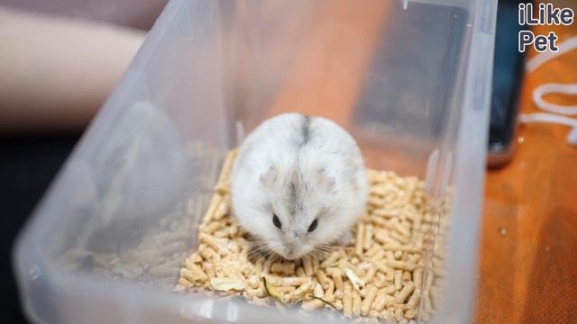 5 самых распространенных ошибок в уходе за хомяком смотреть онлайн