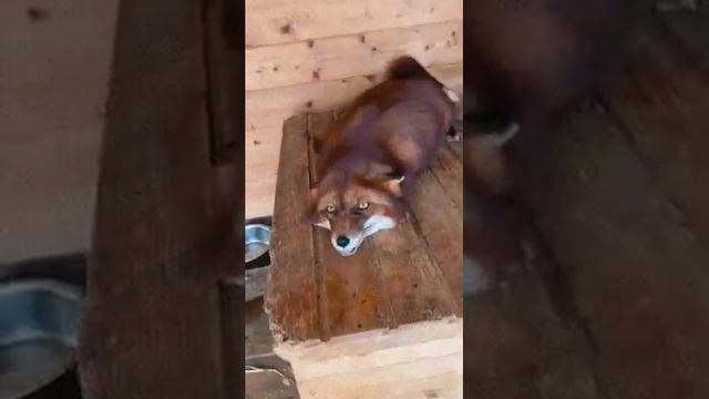странная собачка..? смотреть онлайн