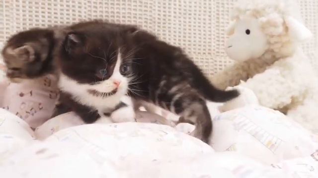 милые котята