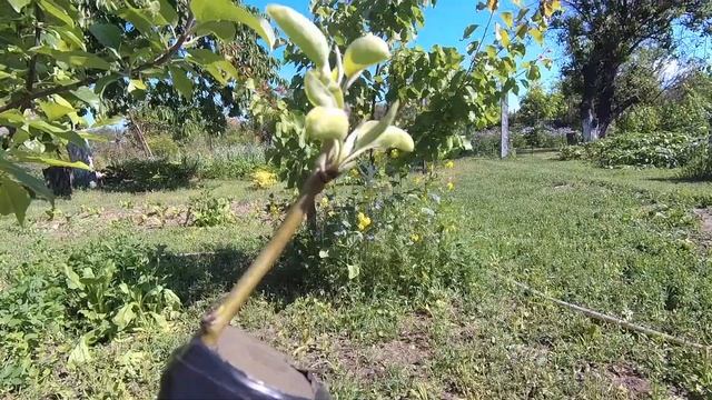 показываю весенние прививки, что прижилось смотреть онлайн