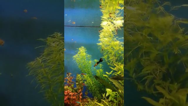 Lily Pipe на 3D принтере. смотреть онлайн