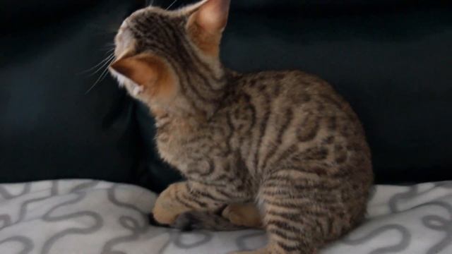 Чаузи ф2 девочка продается в 1.5 мес 1.5 кг от камышового кота