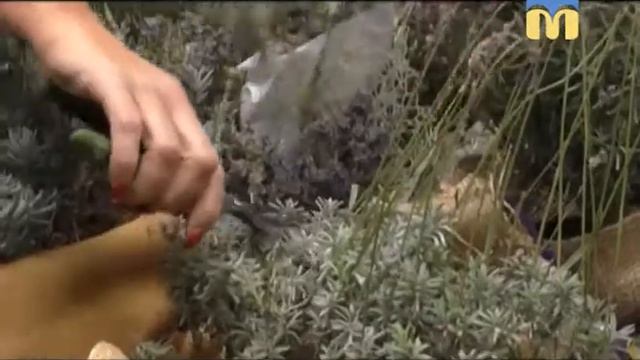 Новий День. Поради садівника - Лаванда смотреть онлайн