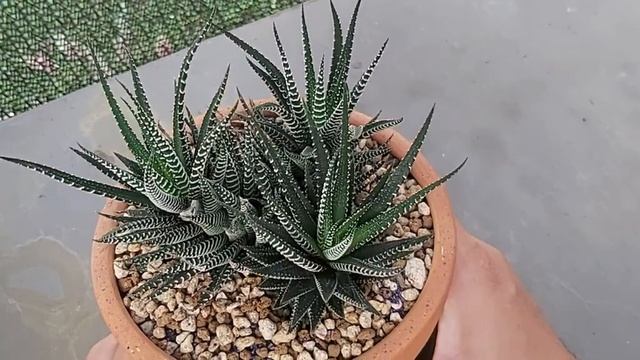 Succulent Haworthia Fasciata